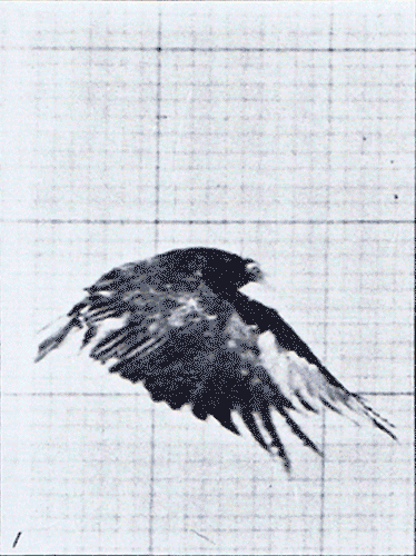Volar (gif) PGP